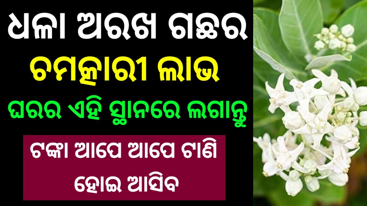 ଧଳା ଅରଖ ଗଛର ଚମତ୍କାରୀ ଲାଭ । ଘରର ଏହି ସ୍ଥାନରେ ଲଗାନ୍ତୁ । ଟଙ୍କା ଆପେ ଆପେ ଟାଣି ହୋଇ ଆସିବ । Vastu shastra 