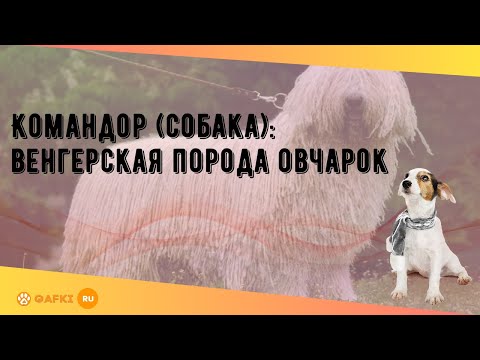 Командор (собака): венгерская порода овчарок