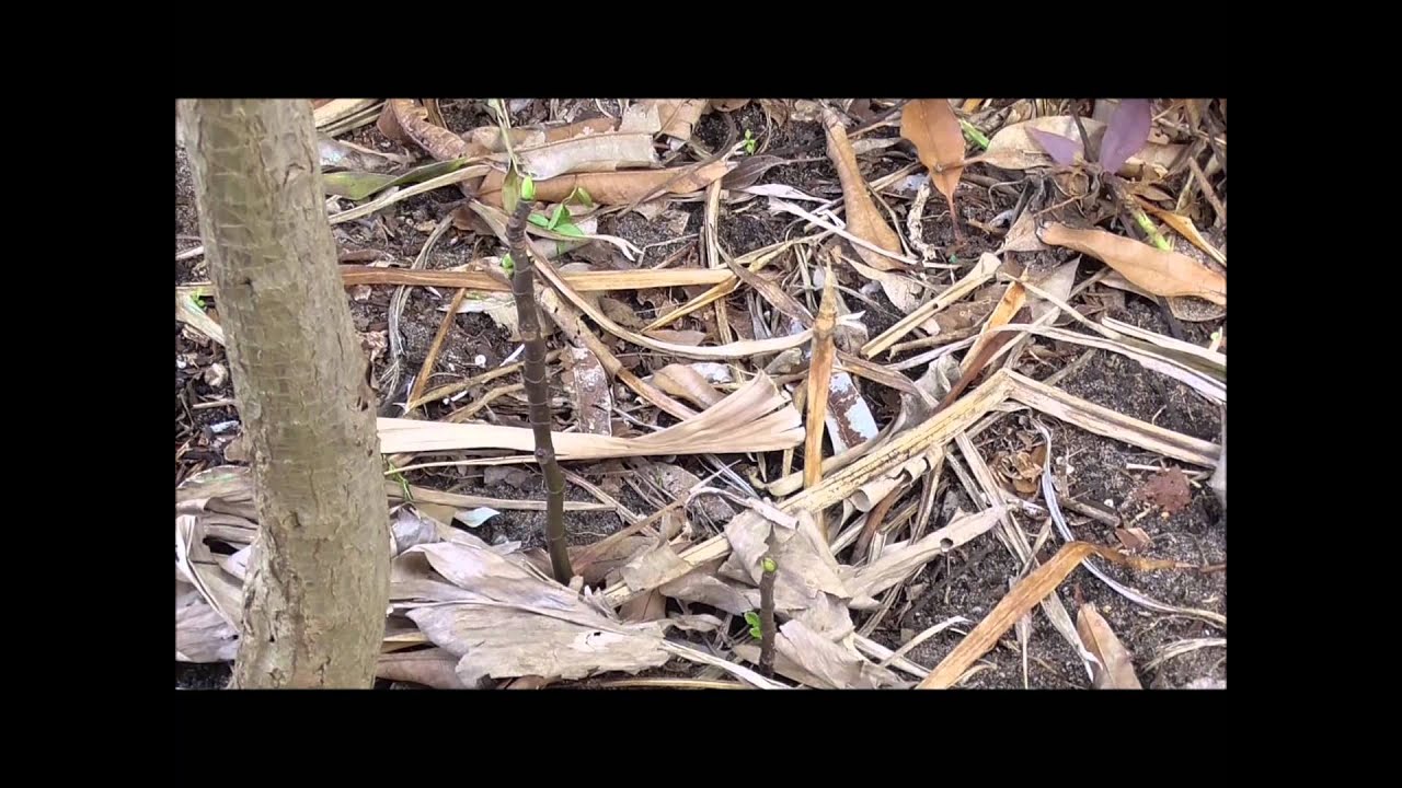 Brown Brown Turkey Fig Tree - Late January Growth and Tree Care For Lots of Fruit