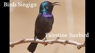 Birds Singing - Palestine Sunbird - Sounds of Nature