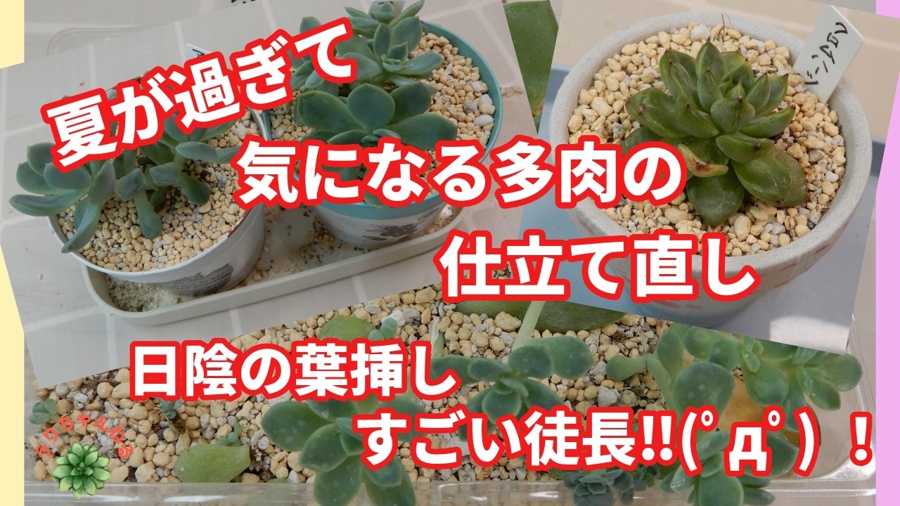 多肉植物Ⅴlog375]夏が過ぎて、気になる多肉の仕立て直しをしました