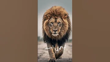 اغنية بنجور هلعب جولة و طفو النور عصابة اركاديون 