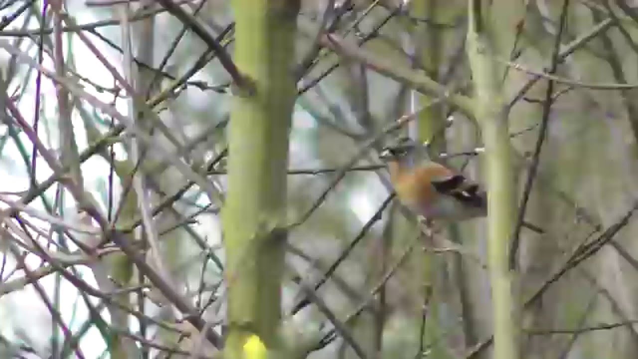 Brambling bird RSPB The Lodge Sandy Bedfordshire 7Feb16 1050a 