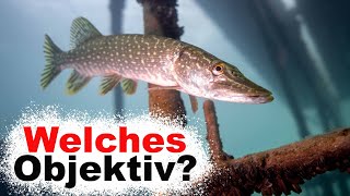 Welches Objektiv zum Tauchen? | Unterwasserfotografie Tipps & Tricks