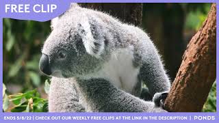 Free Clip - Freshly Stocked May 2022