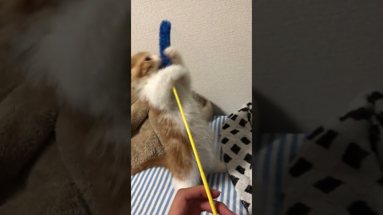 As a result of Japanese cat Yuzu standing up... 