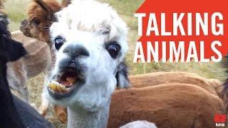 Video thumbnail of "If Celebrities Were Animals"