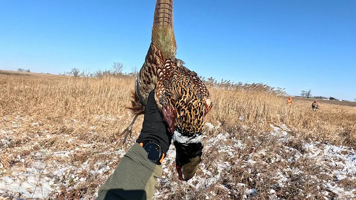 South Dakota Pheasant Hunting - 11-9-25