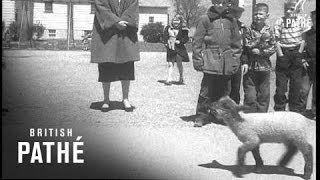 Mary Had A Little Lamb 1954