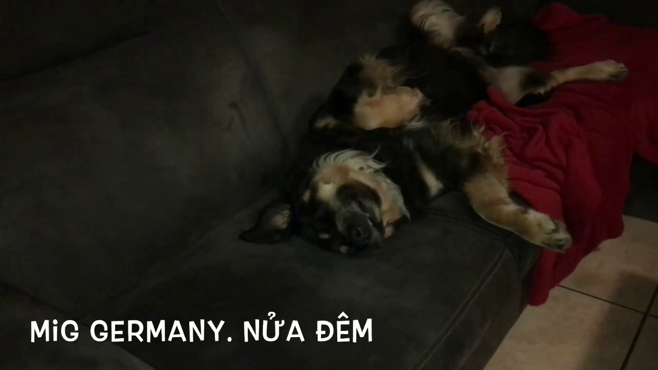 Troll chú chó lúc đang ngủ. Prank my Labrador dog. Prank Mein Hund. MiG