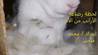 شاهد بسرعة لحظة رضاعة الأرانب الصغار من الأم Feeding rabbits from mother