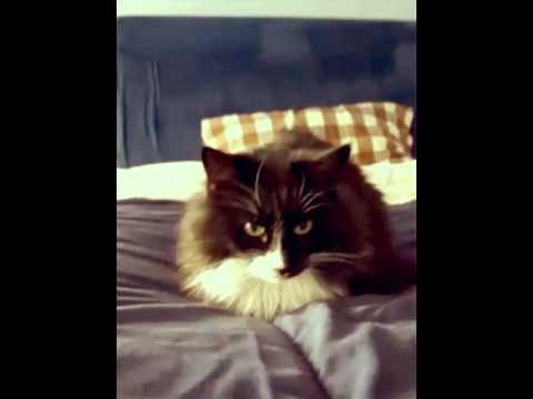 video phone beyonce mp3 Love Your Pets Too Northwest
