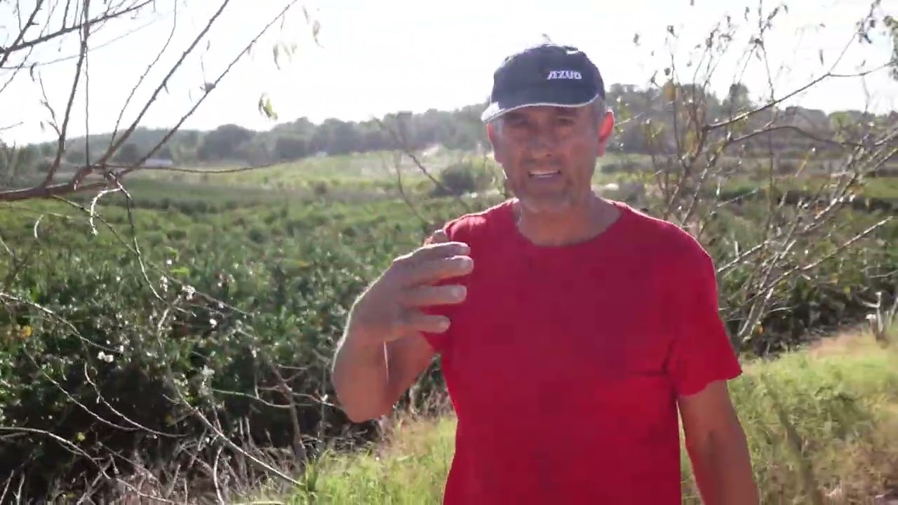 Poda de arboles frutales, en el huerto de casa