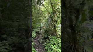 walking through actual jungle in colombia alone