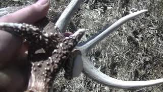 First Deer Shed Hunts Of 2022 by hiluxyota 742 views 2 years ago 6 minutes, 3 seconds