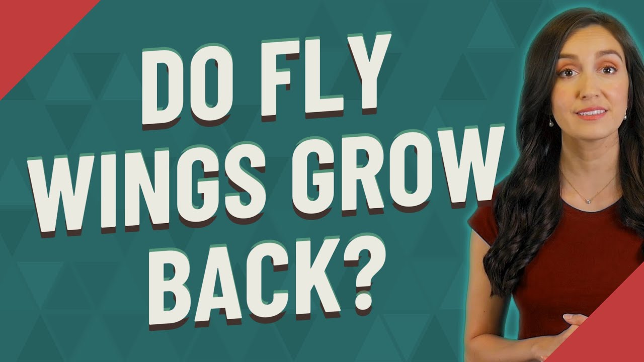 Do fly wings grow back?
