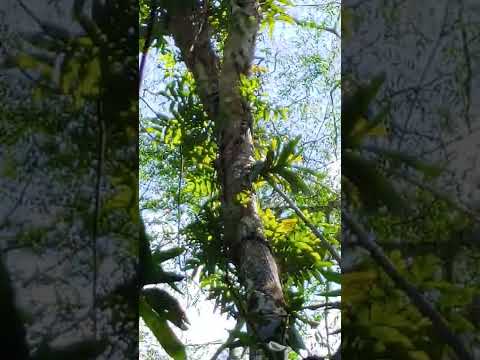 Video CẬN CẢNH HÁI LAN RỪNG I @PHONG LAN MIỀN NÚI - youtube