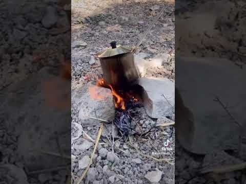 قطف الزيتون في فلسطين