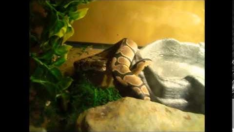 Ball Python Rescue