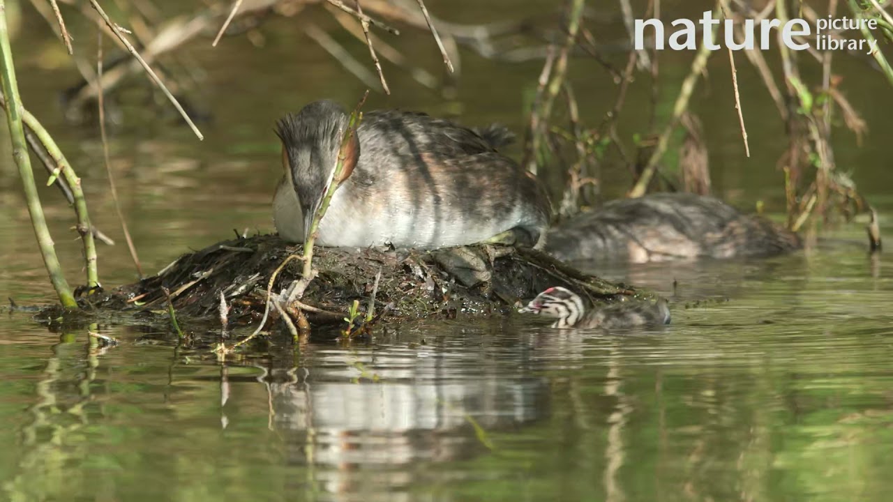 Great crested grebe chick falling out of nest, Cardiff, Wales, UK, March.