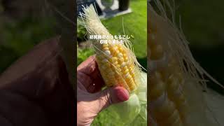 【ねこのロデム】初挑戦のとうもろこし栽培🌽収穫しました。実がほとんど無くて失敗。#ねこのロデム #家庭菜園 #とうもろこし #shorts
