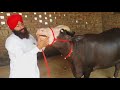 Very nice nili Ravi buffalo champion( owner Jaswant Singh and Pappu Sandhu Bloodline) 👍