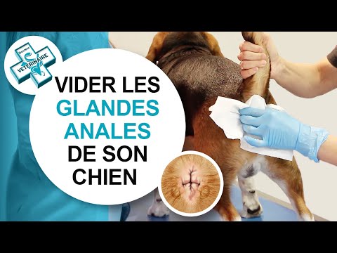 Vidéo: Infections de la glande anale chez les animaux domestiques