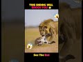 Lion Hunts Wolf… But Things Get Crazy! 😳 #junglelive #funny #nature #animals #wildlife #animalfight