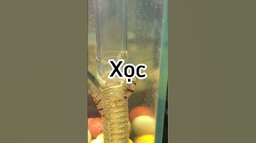 Tép mang bầu chuẩn bị đẻ #viral #thuysinh #xuhuong