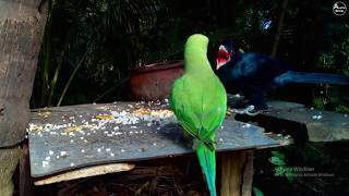 Parrot and Koel Face Off at Feeding Table | Wildlife Encounter