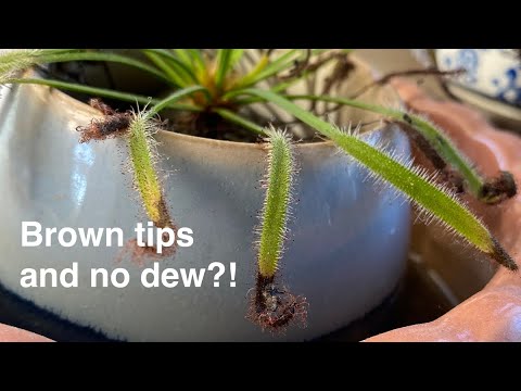 Troubleshooting a Struggling Sundew