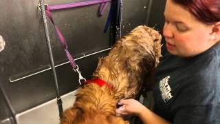 catalogus gaan beslissen Nietje 60 seconds with ... a kennel worker - YouTube