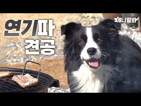 그 연기 아니에요ㅣThis Dog Loves Smoke (Forreals)