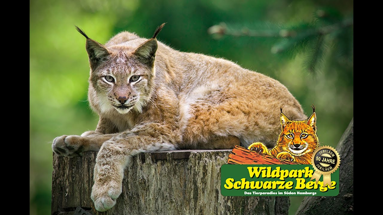 Wildpark Schwarze Berge feiert Jubiläum