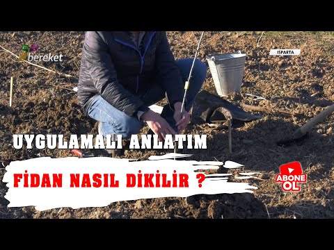 Fidan Nasıl Dikilir ? Uygulamalı Anlatım