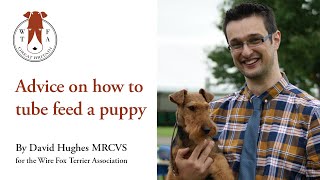 Advice on how to tube feed a puppy by Wire Fox Terrier Association 317 views 3 years ago 13 minutes, 30 seconds