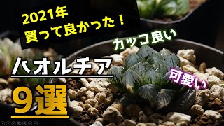 【おすすめ多肉植物】2021年買って良かったハオルチアを紹介♪【人気観葉植物ハオルシア】【初心者向け】