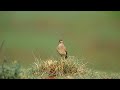 Rufous naped Lark