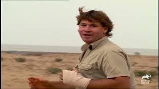 Steve's Favorite Creatures of SEASON 5 | The Crocodile Hunter | Animal Planet