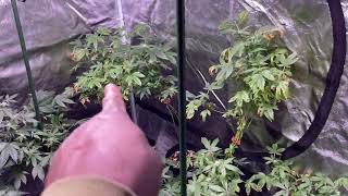Faceded Canna Indoor Grow update | Breeding Tent | Mothers | upcoming grow 