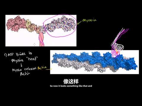 85肌球蛋白和肌动蛋白 循环系统生理学