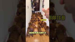 Si mungil yang pintar bersembunyi 🐶# short #shortsviral