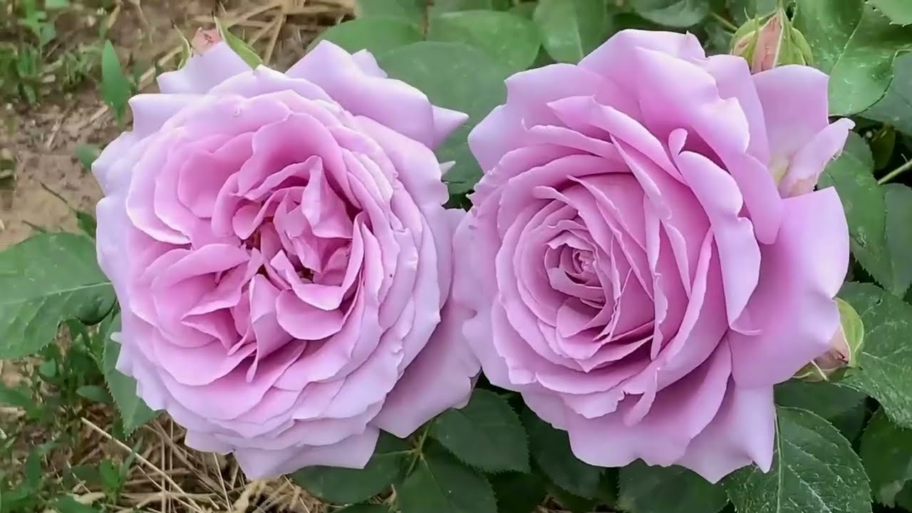 Розы. Любимые сорта. 3 часть