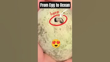 The Journey of a Baby Penguin #shorts #penguin #penguins