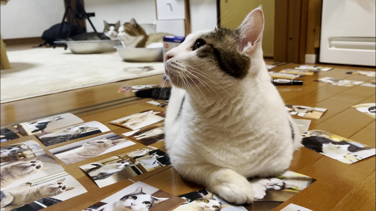 Showing all the 2025 Hinoki Cat Calendars. - YouTube
