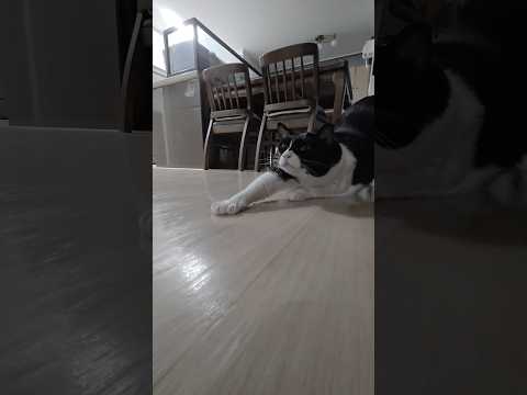 (3) 2026. 1. 15 기지개 #고양이 #cat #반려묘