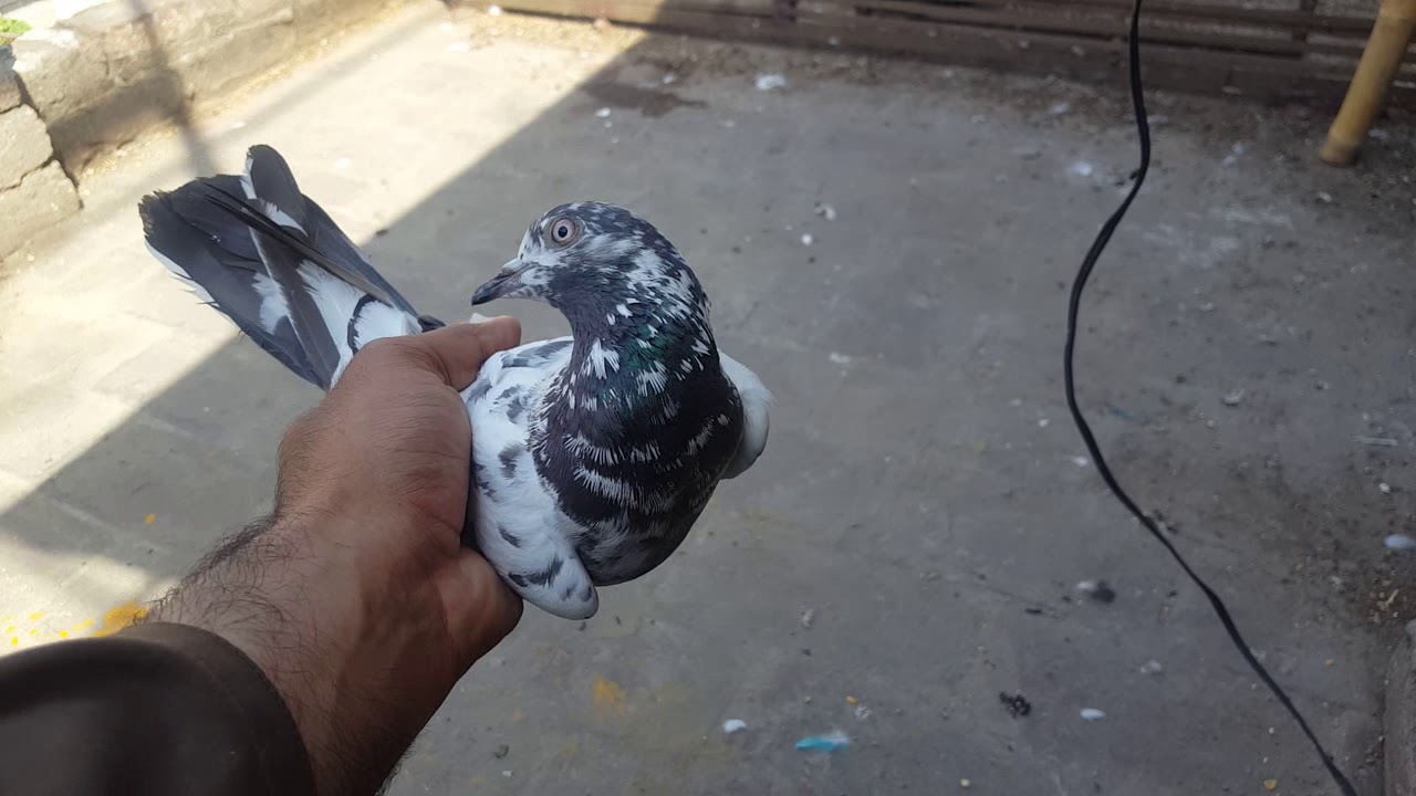 Chena Kabootar Pakra / Pigeon Life Span - YouTube