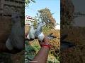 2 couple dodi patta delivered Bagnan kartick vaii #pigeon #pigeonsale #pigeonhouse #kabutar#trending