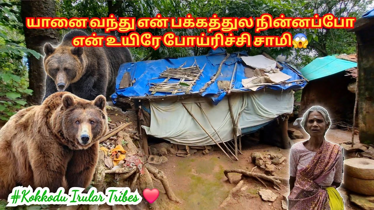 யானைக்கூட்டங்கள் வாழும் பள்ளத்தாக்கில் தினமும் உயிருக்கு போராடும் மக்கள் | Kokkodu Tribal Village