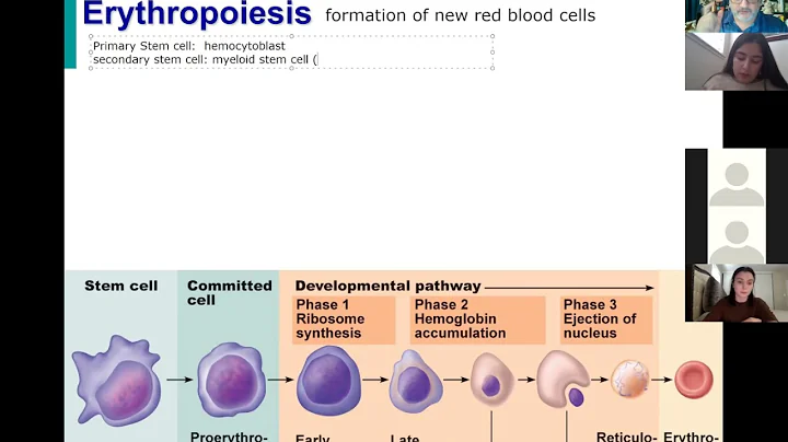 BIOL431 Fall21 Blood Lecture